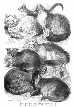 1871 Prize Cats at the Crystal Palace Cat Show drawn by Harrison Weir