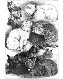 1873 Prize Cats Crystal Palace Cat Show drawn by Harrison Weir