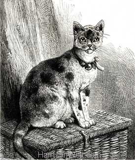 1875 Home from the Cat Show by Harrison Weir
