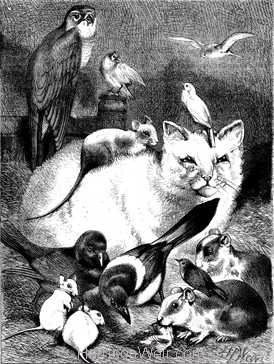 1874 The Family of Love Cat with Rat Guine Pig, Falcon, Canary etc drawn by Harrison Weir