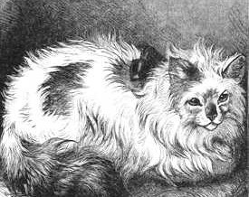 1880 – Angora Cat