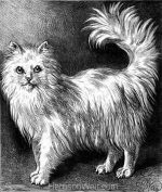 1878 Angora Cat drawn by Harrison Weir