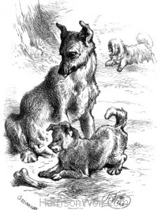 1876 Fly and her Pup with bone, by Harrison Weir