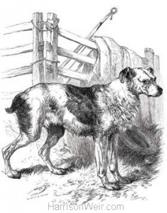 1858 Drover's Dog by Harrison Weir