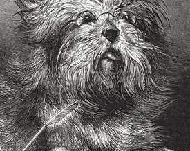 1870 – The Skye Terrier
