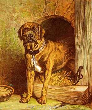 1877 The Farmyard Dog by Harrison Weir