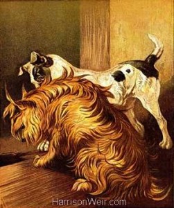1877 The Terriers by Harrison Weir