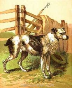 1866 Drovers Dog in Colour by Harrison Weir