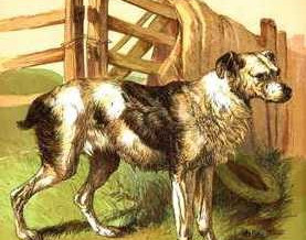 1866 – Drovers Dog (Col.)