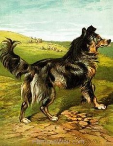 1877 The Sheep Dog by Harrison Weir