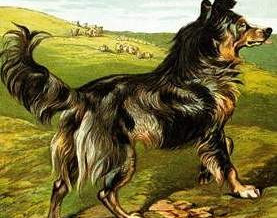 1877 – The Sheep Dog