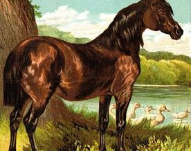 1877 – The Pony