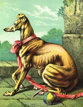 1872 The Dog by Harrison Weir