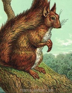 1872 The Squirrel by Harrison Weir