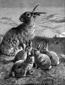 1891 Rabbit and Young by Harrison Weir