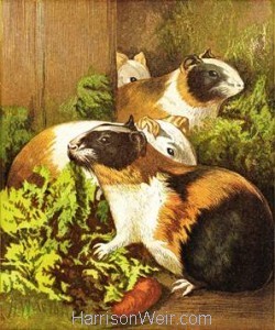 1877 Guinea Pigs by Harrison Weir