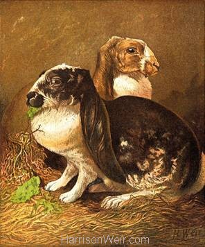 1877 Rabbits by Harrison Weir